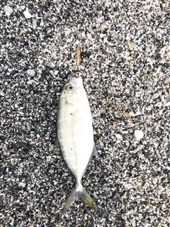 Алания август: пляжи, микроколебло и вывод