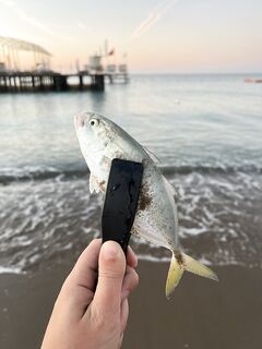 Белек: утренний джиг и редкие «вольера»