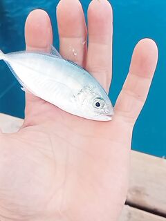 Алания: кто на крючке?