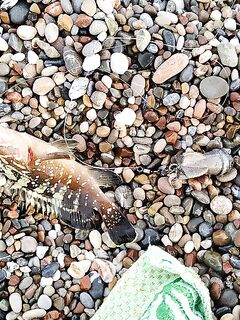 Алания: первая рыба на индейку