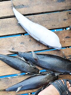 Алания: катер у берега, «баллоны» по 4–5