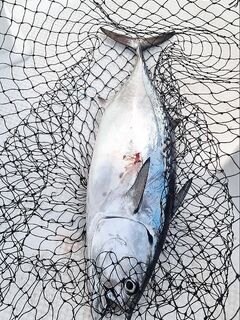 Алания: yazılı orkinos вместо альбакора