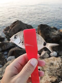 Средиземка, первый выезд: микроджиг и карась