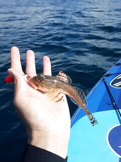 Японское море: бычки в заливе Петра Великого