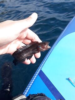 Японское море: батимастер Дерюгина