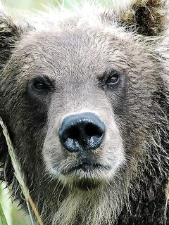 Шантары: медведи, снимал Игорь Ольховский