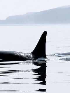 Шантары: думаем над бюджетом