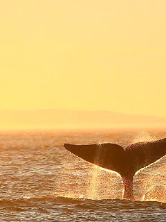 Шантары: лосось, крабы и морская капуста