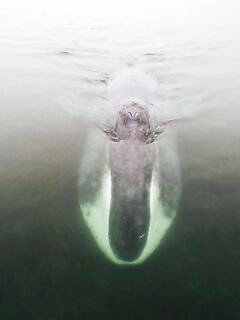 Шантары 2017: киты и светлая вода