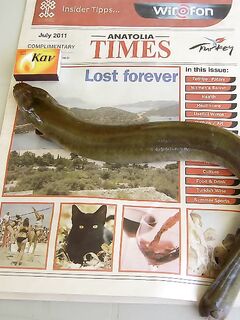 Коньяалты: «резинка» по сокару и угорь на шашлык