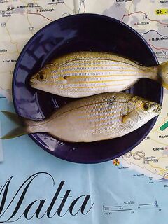 Мальта: пирс, хлеб и уха в кружке