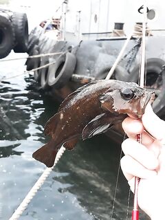 Владивосток, Золотой Рог: мебару со стенки