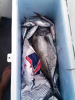 Пхукет: тунец, красный снэппер и GT 15