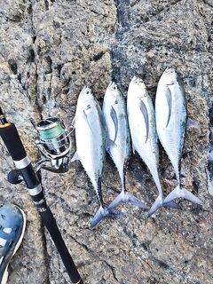 Пхукет, февраль: ханкены, помоны и лихия