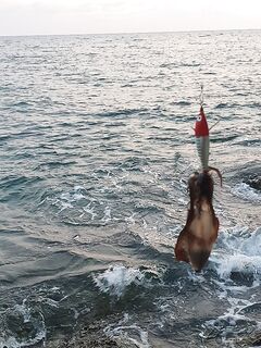 Пхукет: каракатица по часу в день и микроджиг