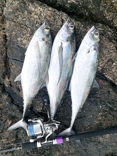 Пхукет: три торпеды за выход, сарган мешает