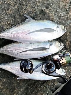 Пхукет: три ханкена каждое утро и микробарры