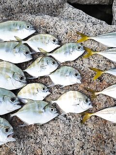 Бан Ампур: утро с волнореза и бампноус