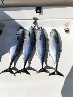 Аланья: утренний троллинг 60-90 м, четыре язылы