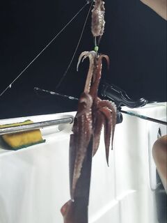 Аланья: паламут молчал, кальмар пошёл