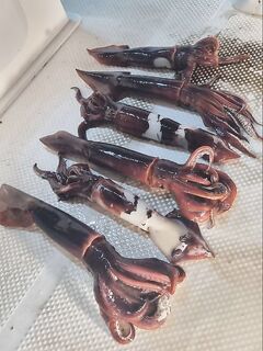 Аланья: вечер по кальмару, шесть штук