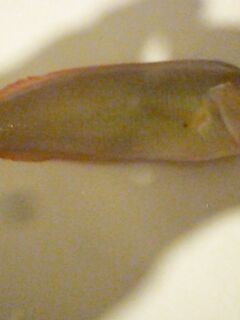 Белек: подскажите что за рыба