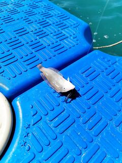 Белек: микроджиг и «пелагика» по дню