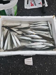 Галатский мост: ставрида на зелёную мушку