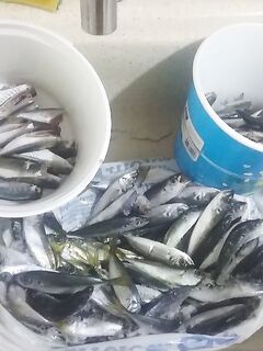 Стамбул: новогодняя ставрида, 118 хвостов