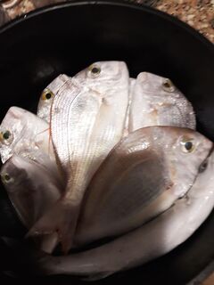 Хургада зима: не могу опознать рыбу