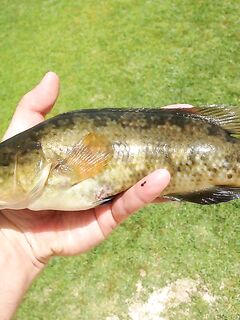 Южный Кипр: что за рыба попалась?