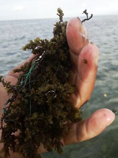 Бали: трава на шести поводках и ямы по пояс на рифе