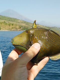 Амед: сезон макрели, парусные лодки и пустой выход на воблер