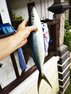 Бали: барракуда на троллинге и рейнбоу у ближних румпонов