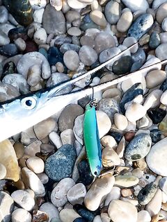 Текирова: Slim John, цикада и сарган с берега