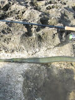 Айя-Напа: барракуда на минноху и флейторыл за пещерами