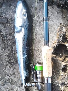 Айя-Напа: фугу на шестьсот и десять минут барракуды