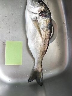 Лимасол: первая дорада у волнореза и ошибка на старте