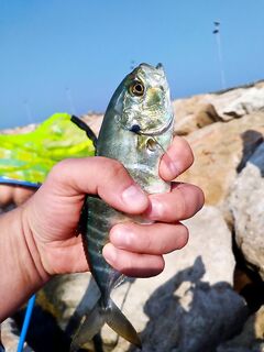 Протарас: бомбарда, нереис и отпускные ошибки на ветру