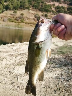 Пафос: Канавью, первый басс и вэки на 1.195 кг