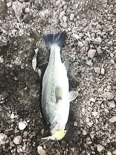 Рыбалка в Пафосе: Канавью, попперы и жаркий августовский басс