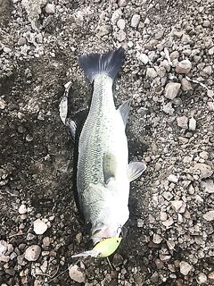 Кипр: Канавью, низкая вода и первый басс на Niakis