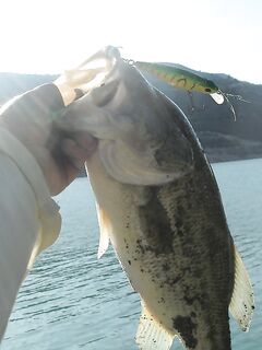 Курис в жаркий июнь, первый кипрский басс и вера в спиннербейт