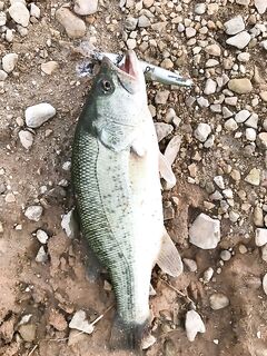 Кипр: мелкий басс на воблер и честный рабочий отсев