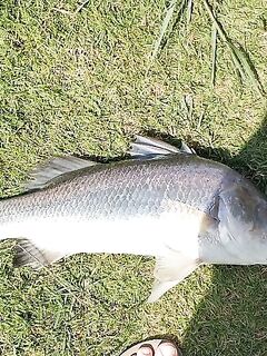 Паттайя: один баррамунди, сходы и Пилот на праздниках