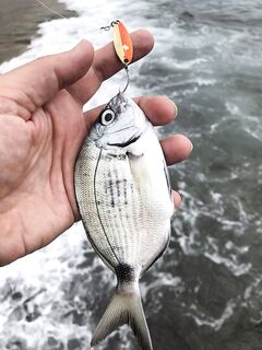 Алания: август, бомбарда и дорада под берегом