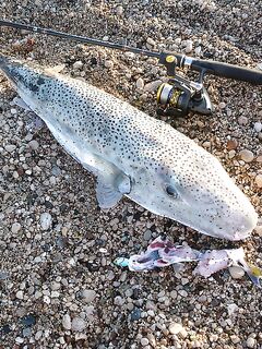 Текирова: цикада, Salmo Thrill 7 и баллон с берега