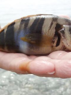 Анталия: дикий пляж, бомбарда и два осьминога