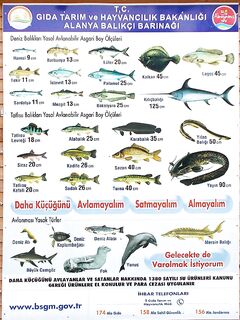 Махмутлар: бомбарда на рассвете и два резких удара