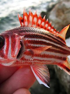 Кемер: рассветный риф, сарган и ласкирь между камнями